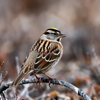 Song Sparrow perched on branch