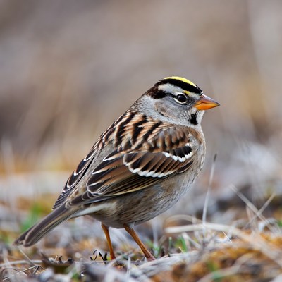 White-crowned Sparrow in grass