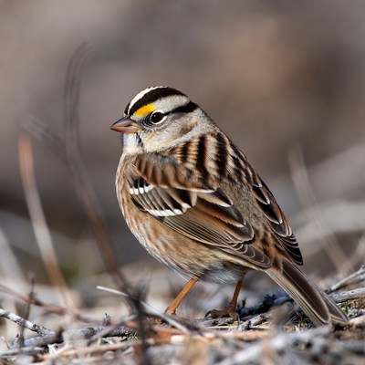 White-crowned Sparrow on ground