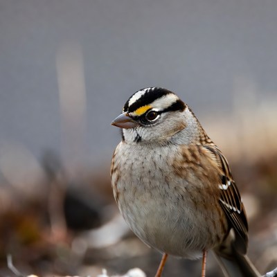 White-crowned Sparrow on branch