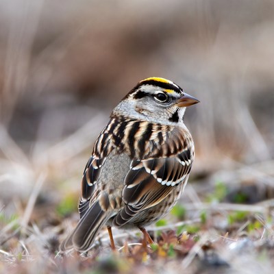 Song Sparrow perched in grass