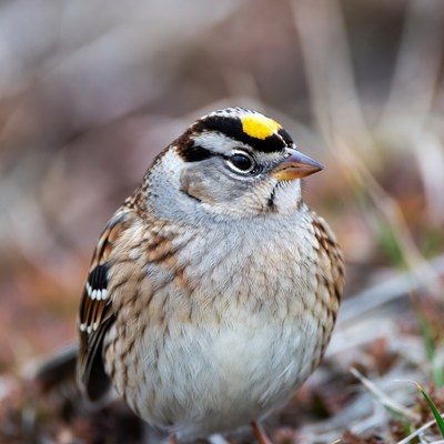White-crowned Sparrow on grass