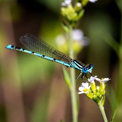 Blue dragonfly on white flowers