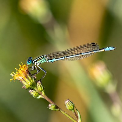 Damselfly perched on yellow flower