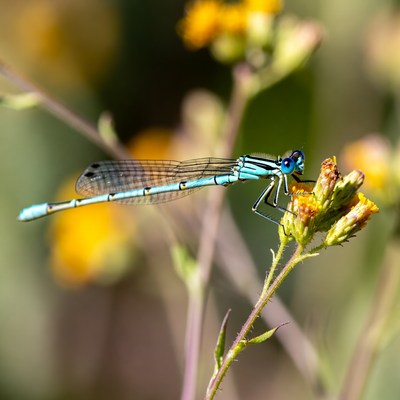 Blue damselfly on yellow flowers