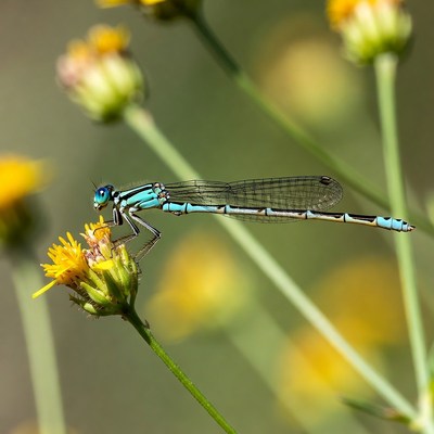 Blue Damselfly on Yellow Flower