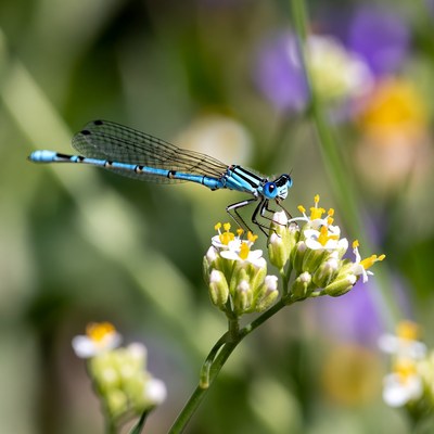 Blue damselfly on white flowers