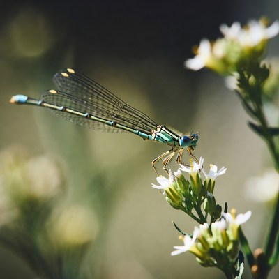 Green damselfly on white flowers