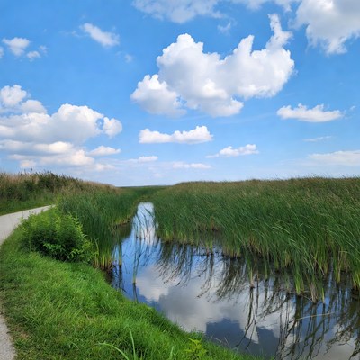 Winding path through reed marsh
