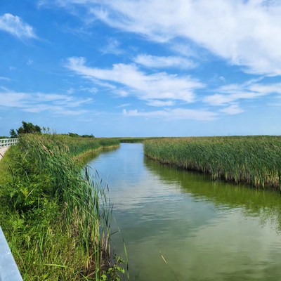 Marsh Creek with Phragmites and White Fence