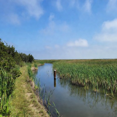 Narrow river through reed marsh