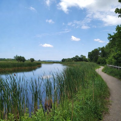 Scenic river path with reeds