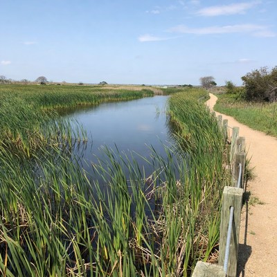 Marsh trail beside calm waterway