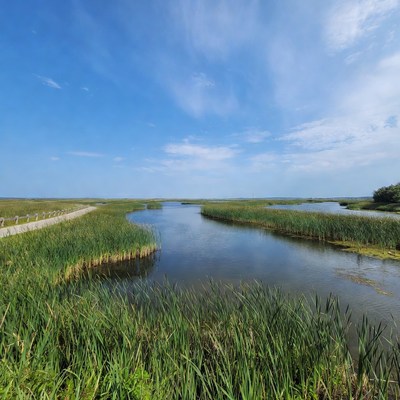 Marshland Boardwalk with Winding Water