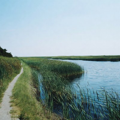 Dirt path along marsh reeds and water