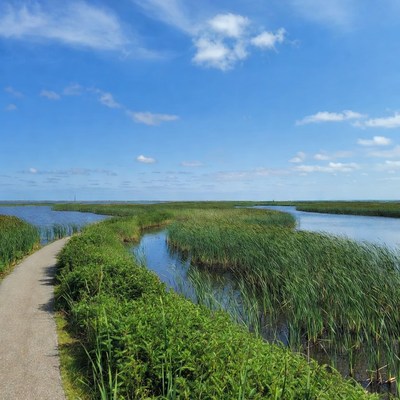 Wooden Path through Marshland