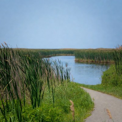 Path through cattail marsh by pond