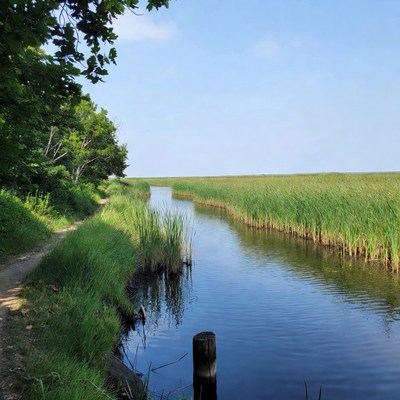 Path along marsh reeds and water
