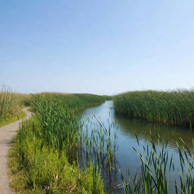Path through reeds along river