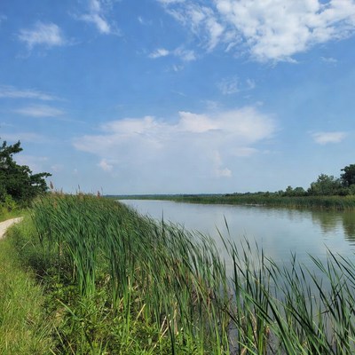 Reed-lined river path under blue sky