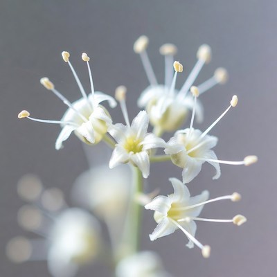 White Cluster Flowers Closeup