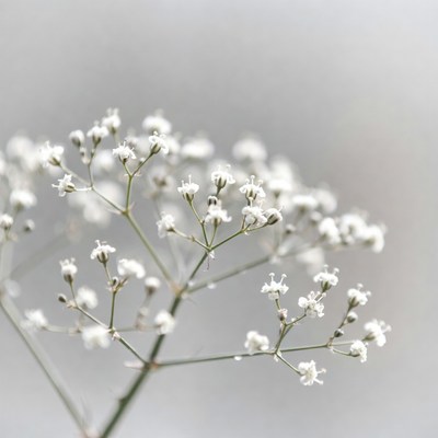 White Baby's Breath Flowers