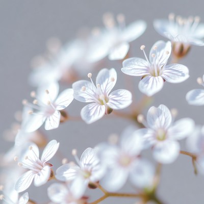White Flowers in Macro Cluster