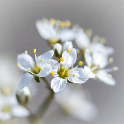 White flowers with yellow stamens