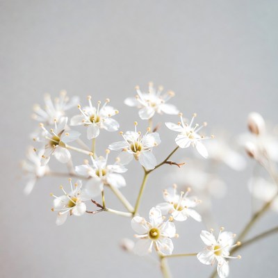 Delicate White Wildflowers on Gray Background