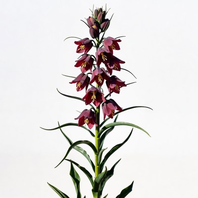 Purple Foxglove Flowers on White Background
