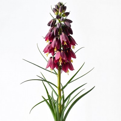 Purple Foxglove Flowers on White Background