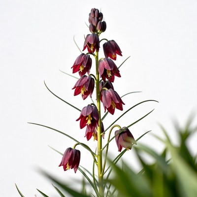 Purple Fritillaria Flowers on White Background