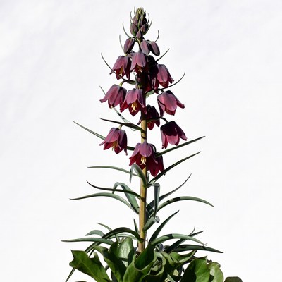 Purple Foxglove Flowers on White Background