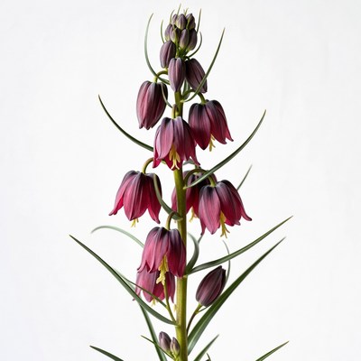 Purple Fritillaria Flowers on White Background