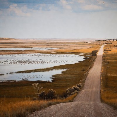 Dirt Road Through Golden Wetlands