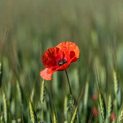 Red Poppy in Wheat Field