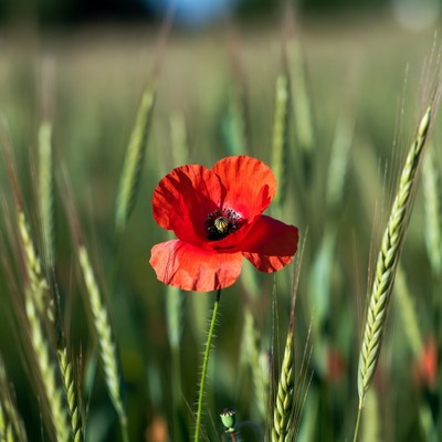 Red Poppy in Wheat Field