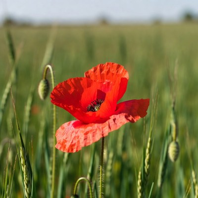 Red Poppy Flower in Wheat Field