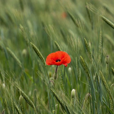 Red Poppy in Wheat Field