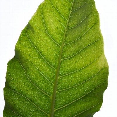 Green Leaf on White Background