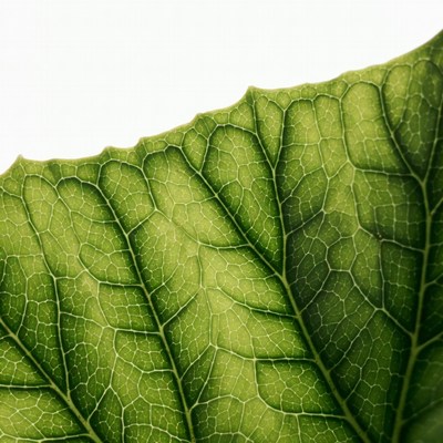 Green Leaf with Veins on White Background