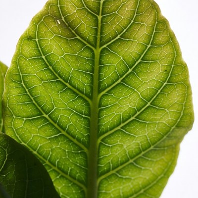 Green Leaf with Veins