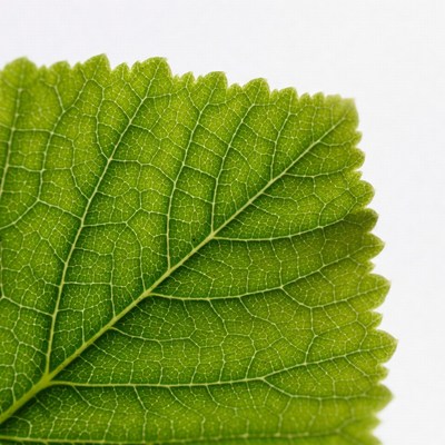 Green serrated leaf close-up