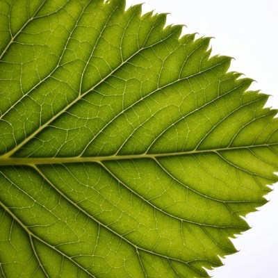 Green serrated leaf close-up
