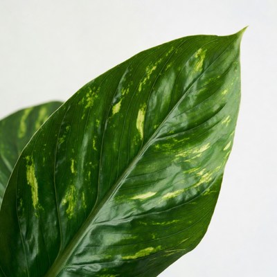 Pothos Leaf on White Background