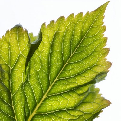 Green serrated leaf on white background