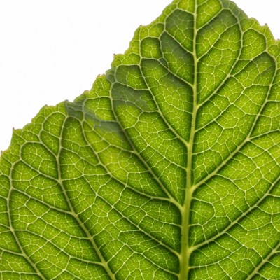Green Leaf Veins Closeup