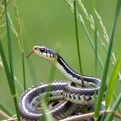 Garter Snake in Green Grass