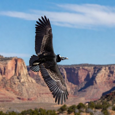 Turkey Vulture Flying over Red Rock Canyon