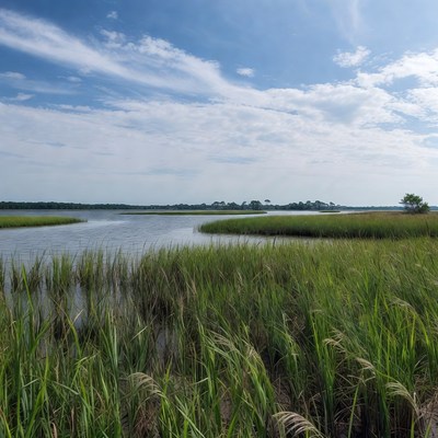 Marshland with tall grass and water